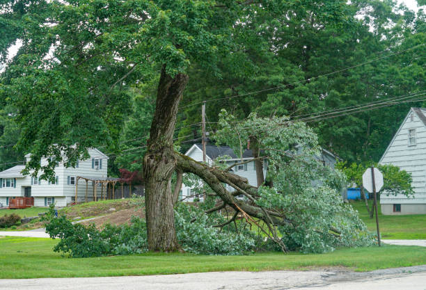 Imperial Beach, CA  Tree Services Company